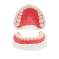 Fake Teeth Denture Top and Bottom Temporary Teeth I580