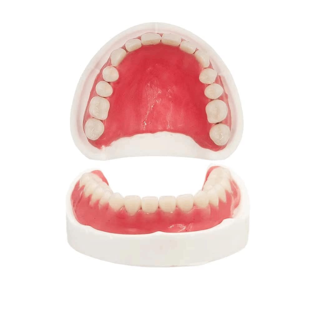 Fake Teeth Denture Top and Bottom Temporary Teeth I580