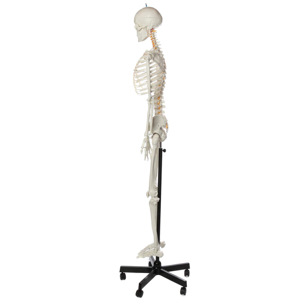 Life-Size Human Skeleton Q2438