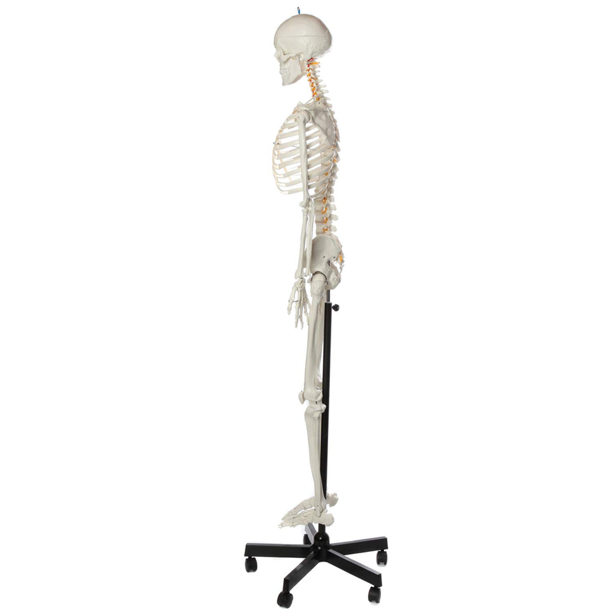 Life-Size Human Skeleton Q2438