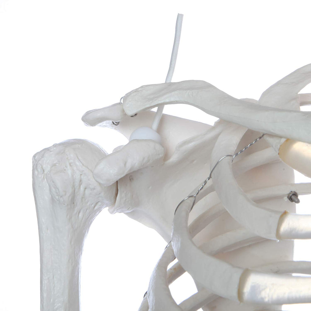 Life-Size Human Skeleton Q2438