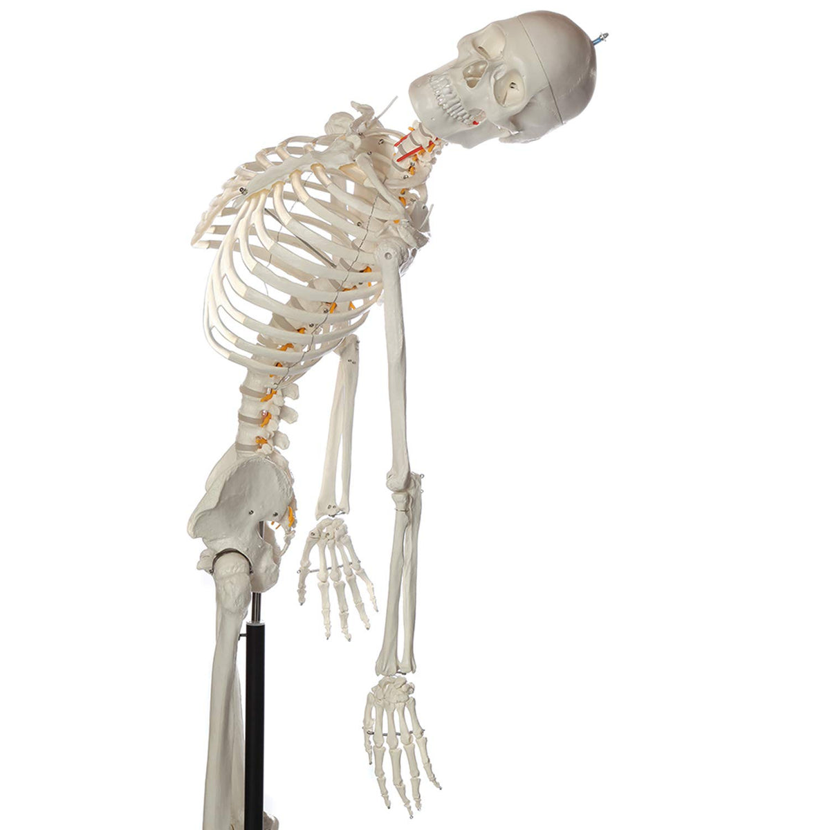 Life-Size Human Skeleton Q2438