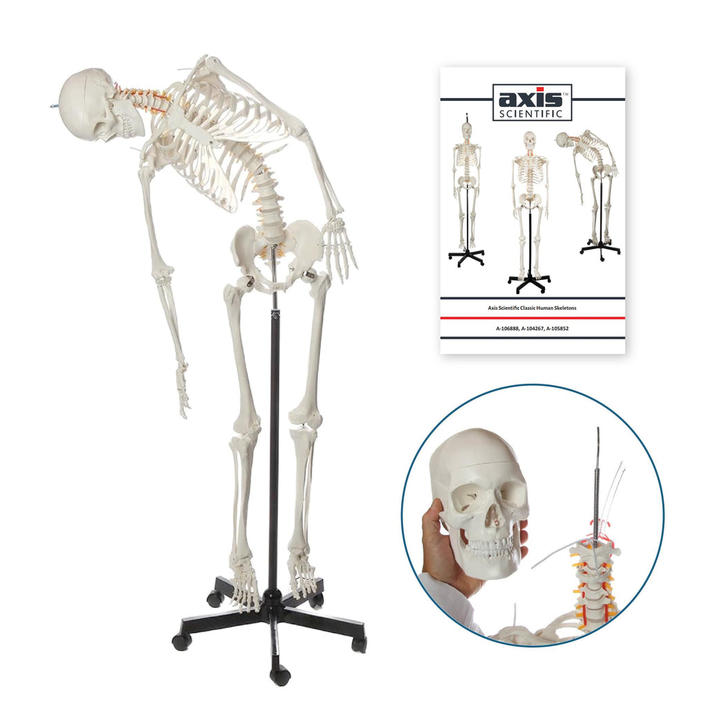 Life-Size Human Skeleton Q2438