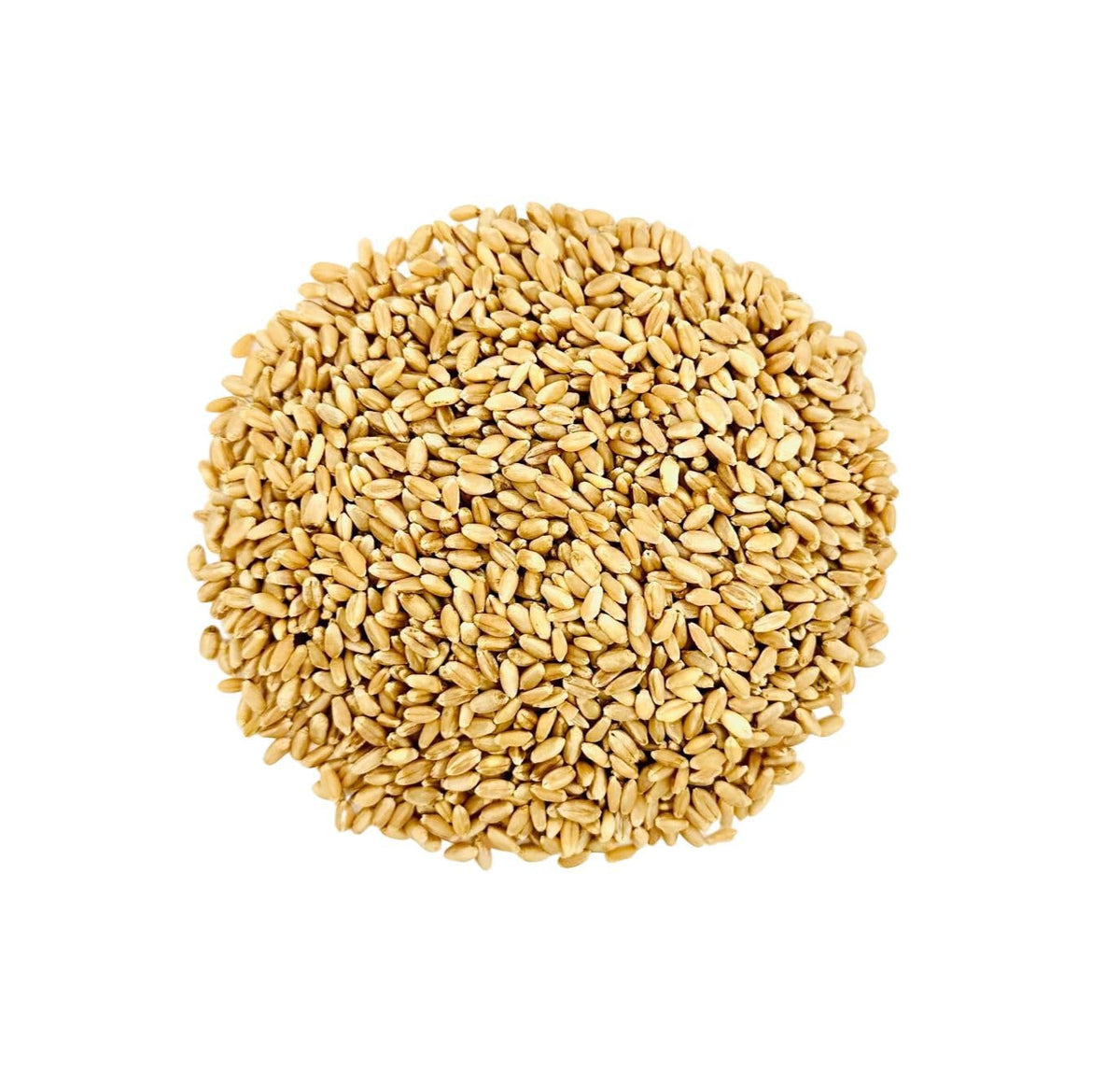 Hard White Wheat Berries 25 lb Bulk Non GMO T1039
