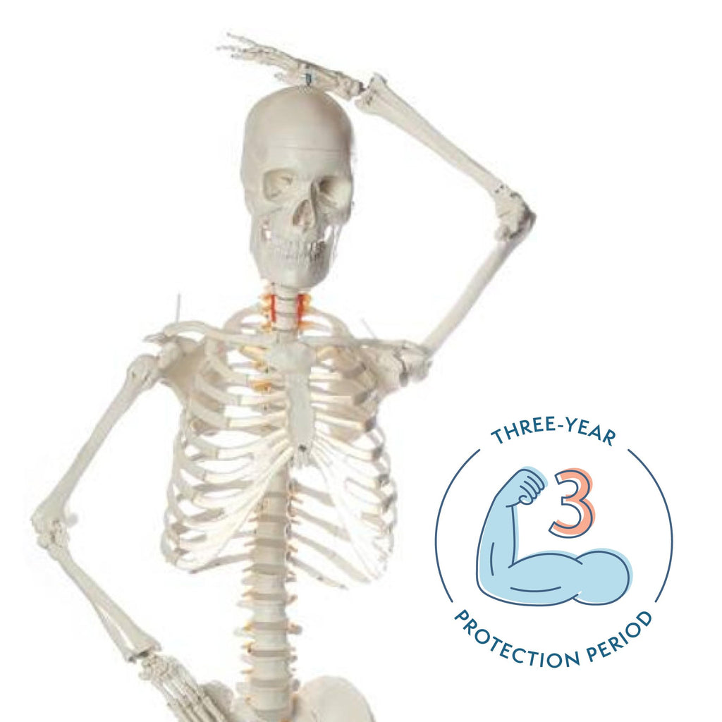 Life-Size Human Skeleton Q2438