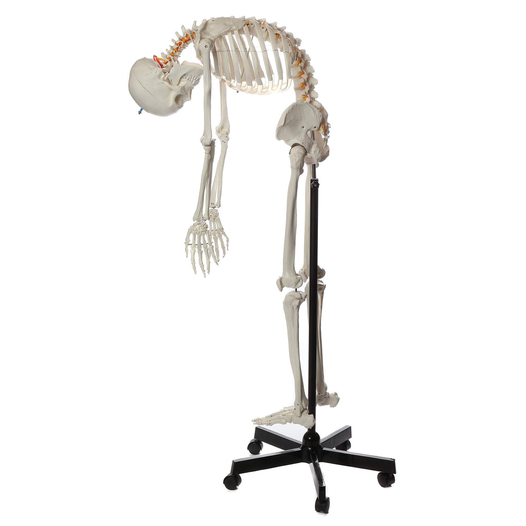Life-Size Human Skeleton Q2438