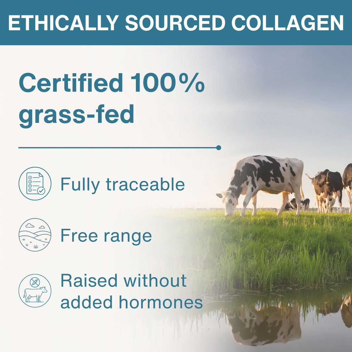 Hydrolyzed Bovine Collagen Peptides L17463