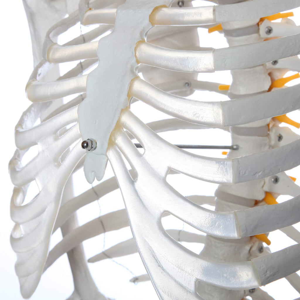 Life-Size Human Skeleton Q2438