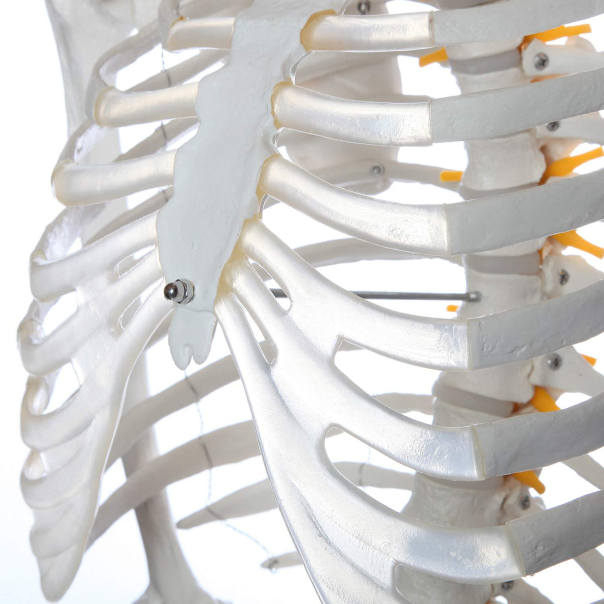 Life-Size Human Skeleton Q2438
