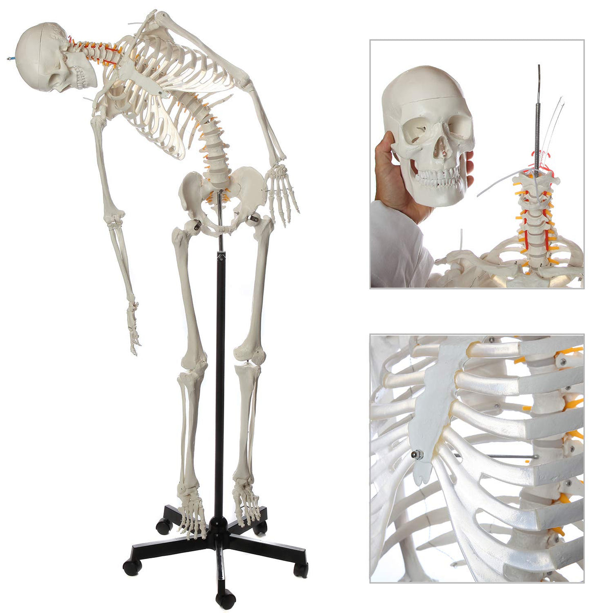 Life-Size Human Skeleton Q2438