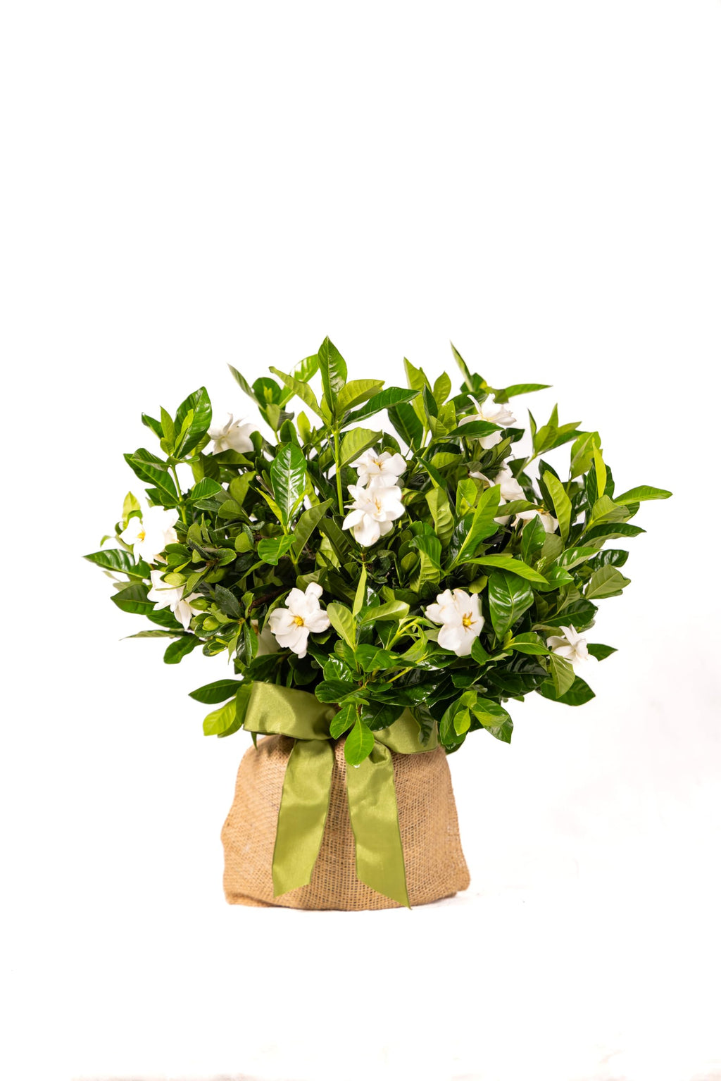 Gardenia Plant G879