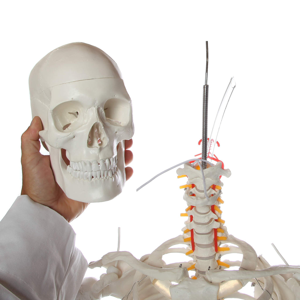 Life-Size Human Skeleton Q2438