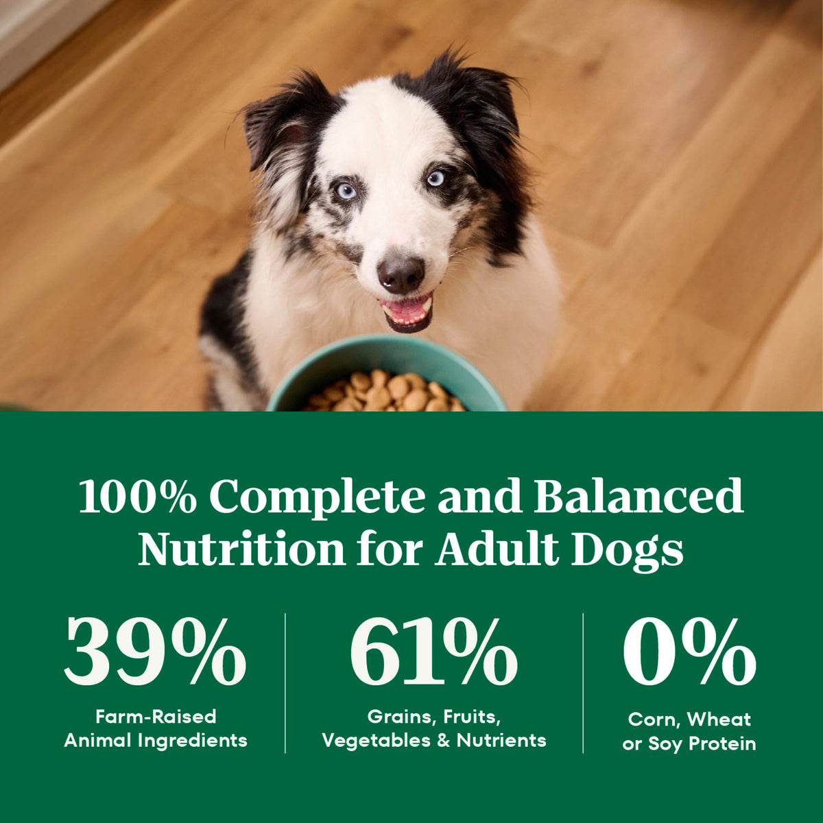 Adult Dry Dog Food, Lamb & Brown Rice Recipe, 36 lb K398