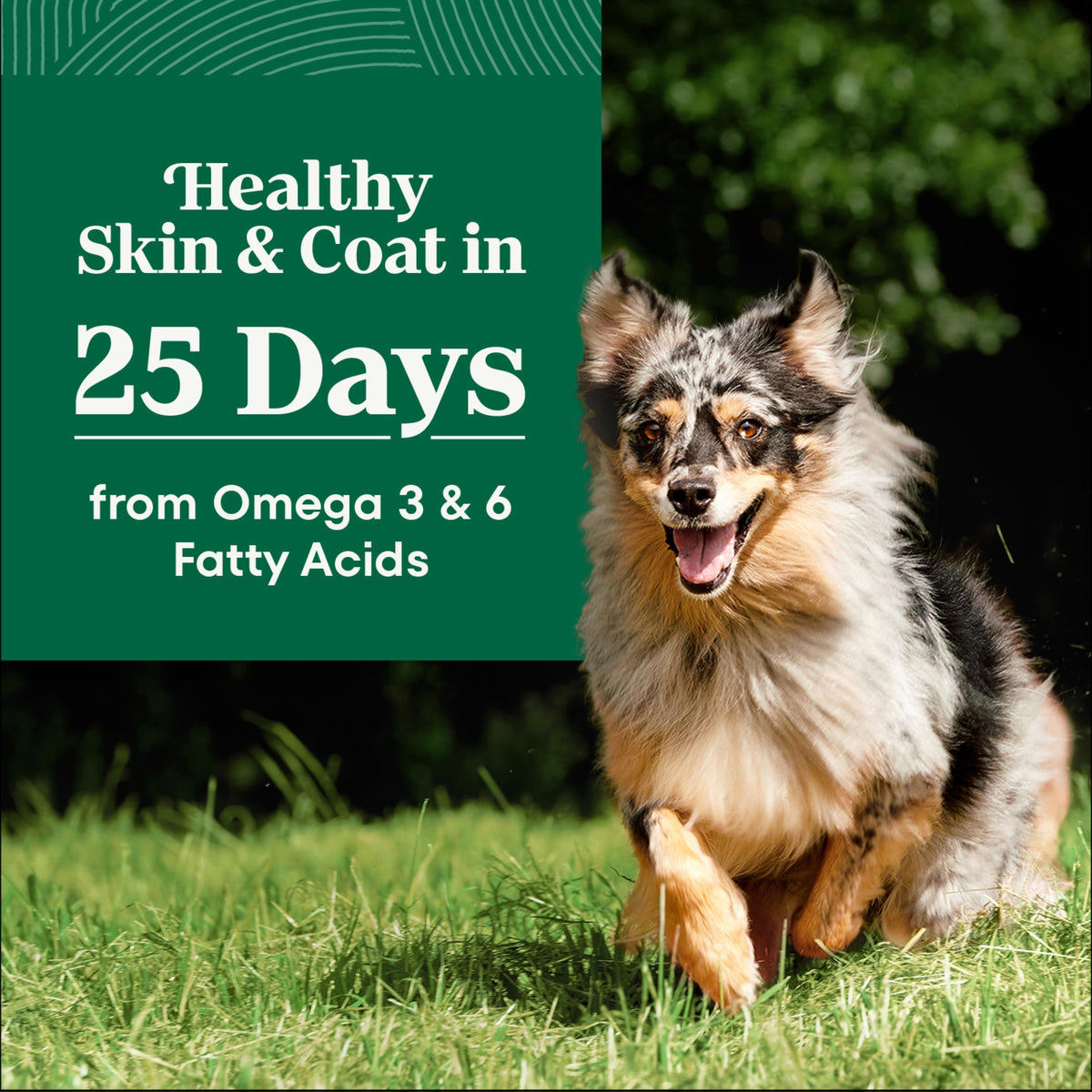Adult Dry Dog Food, Lamb & Brown Rice Recipe, 36 lb K398