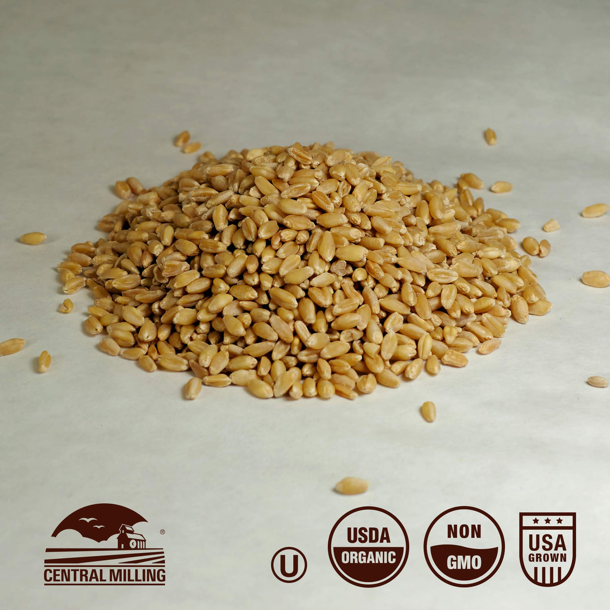 Organic Hard White Wheat Berries 25 lbs U7663