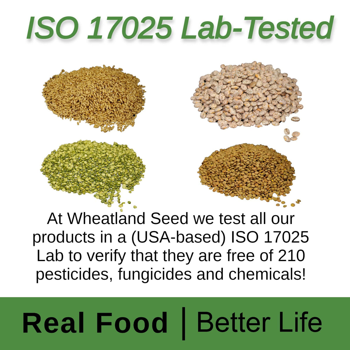 Hard White Wheat Berries 25 lb Bulk Non GMO T1039