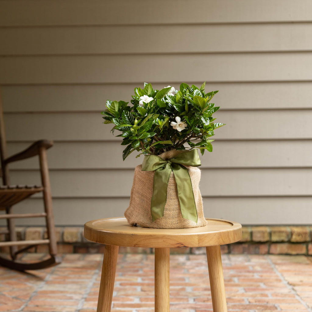 Gardenia Plant G879