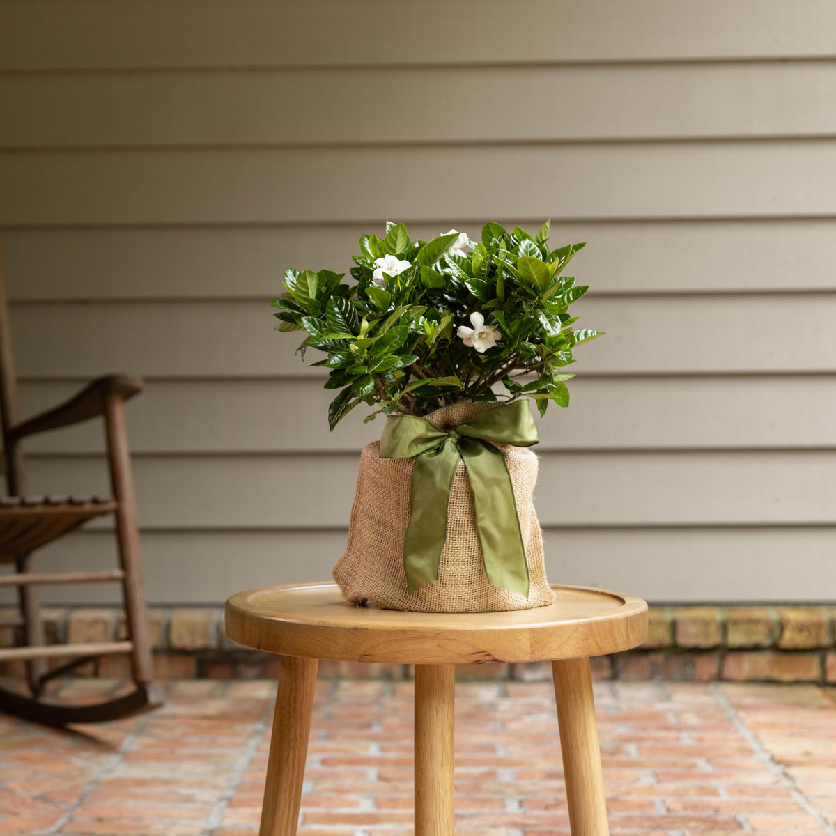 Gardenia Plant G879